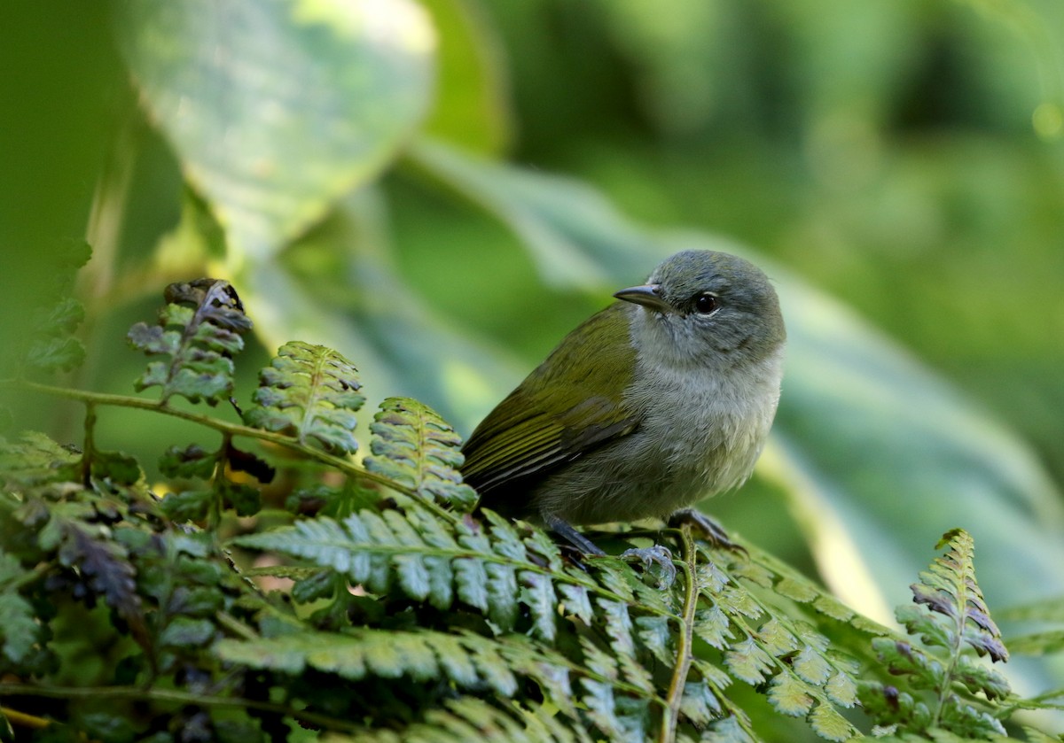 Green-tailed Warbler - Jay McGowan