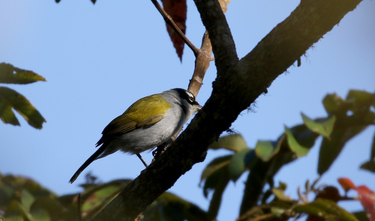 Black-crowned Palm-Tanager - ML161745661