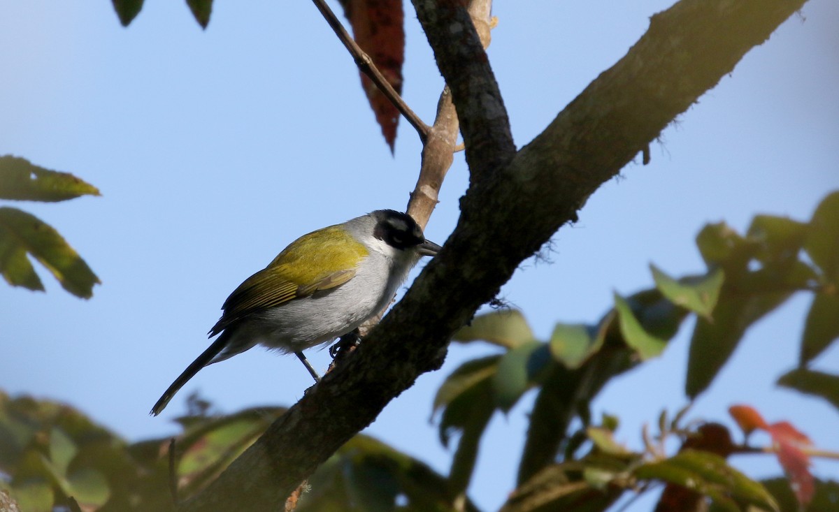 Black-crowned Palm-Tanager - ML161745671