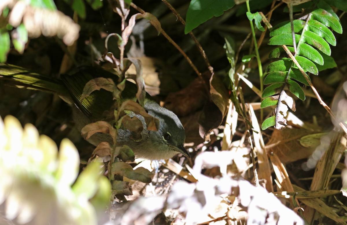 Green-tailed Warbler - ML161745831