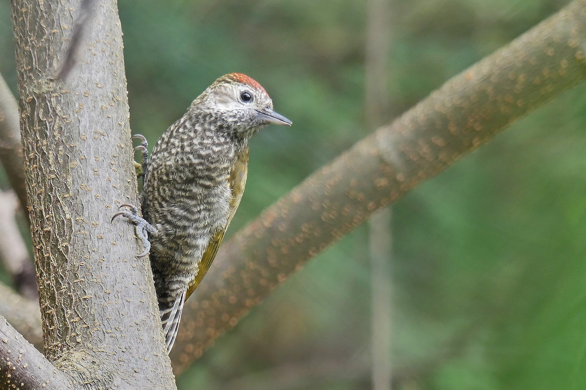 Dot-fronted Woodpecker - ML161746371