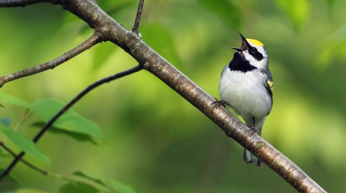 Golden-winged Warbler