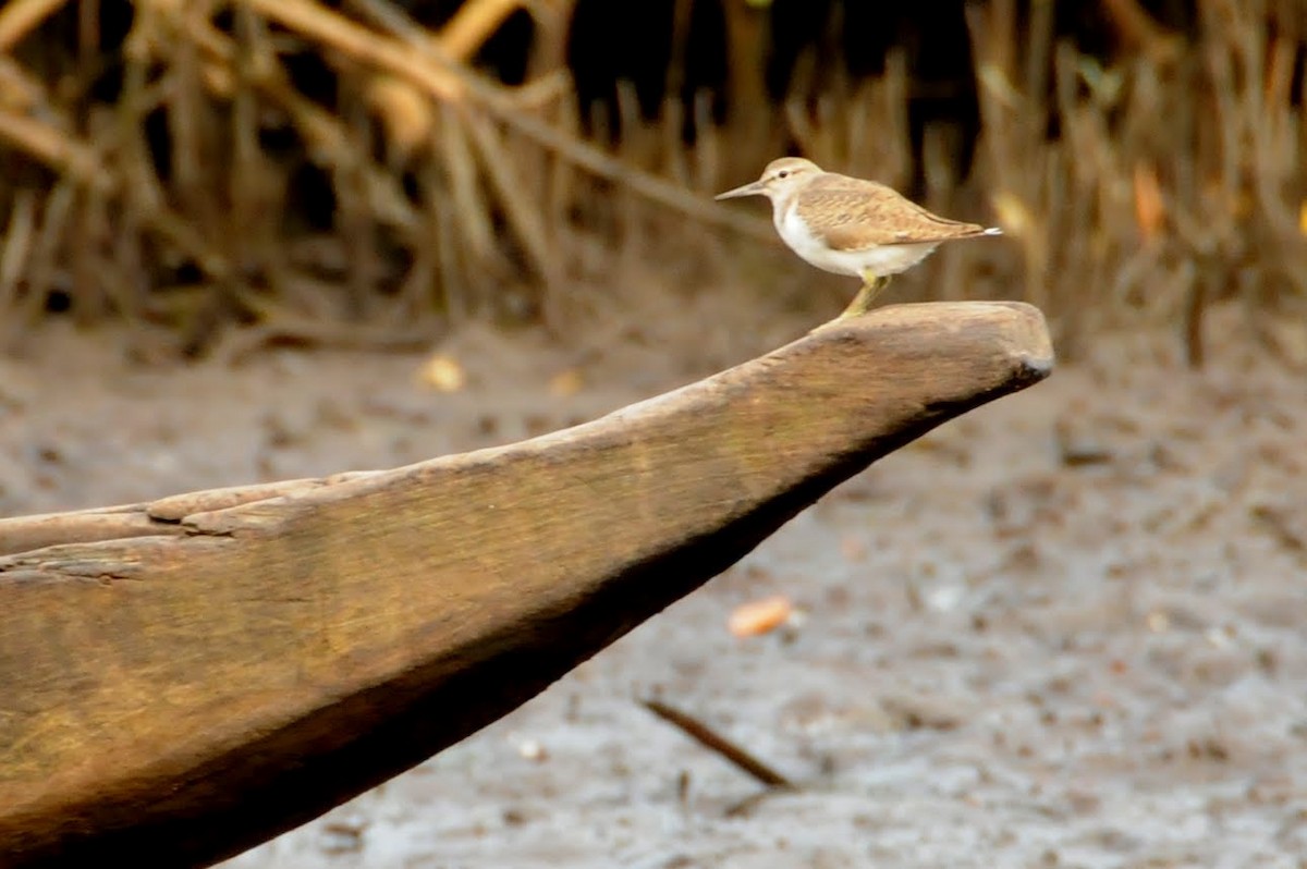 Common Sandpiper - Bruce Mast