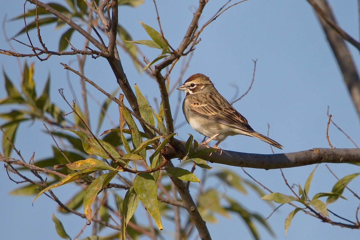 Lark Sparrow - DigiBirdTrek CA