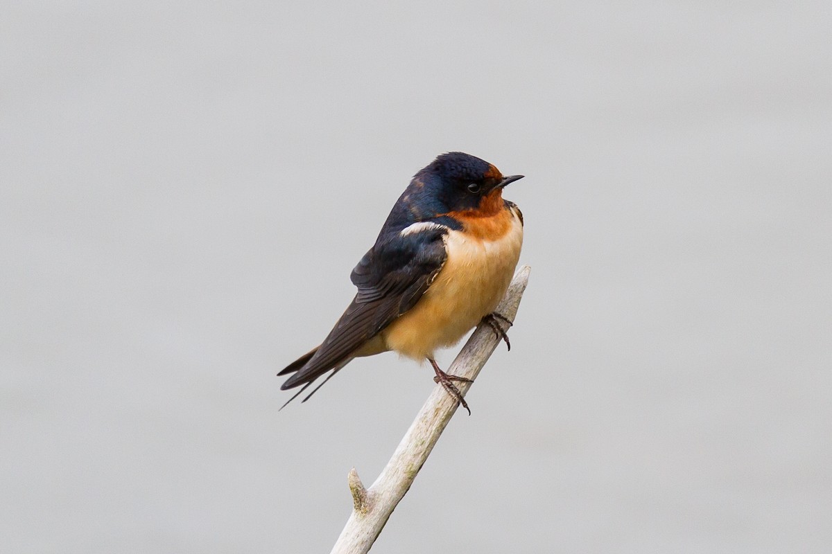 Barn Swallow (American) - ML161755581