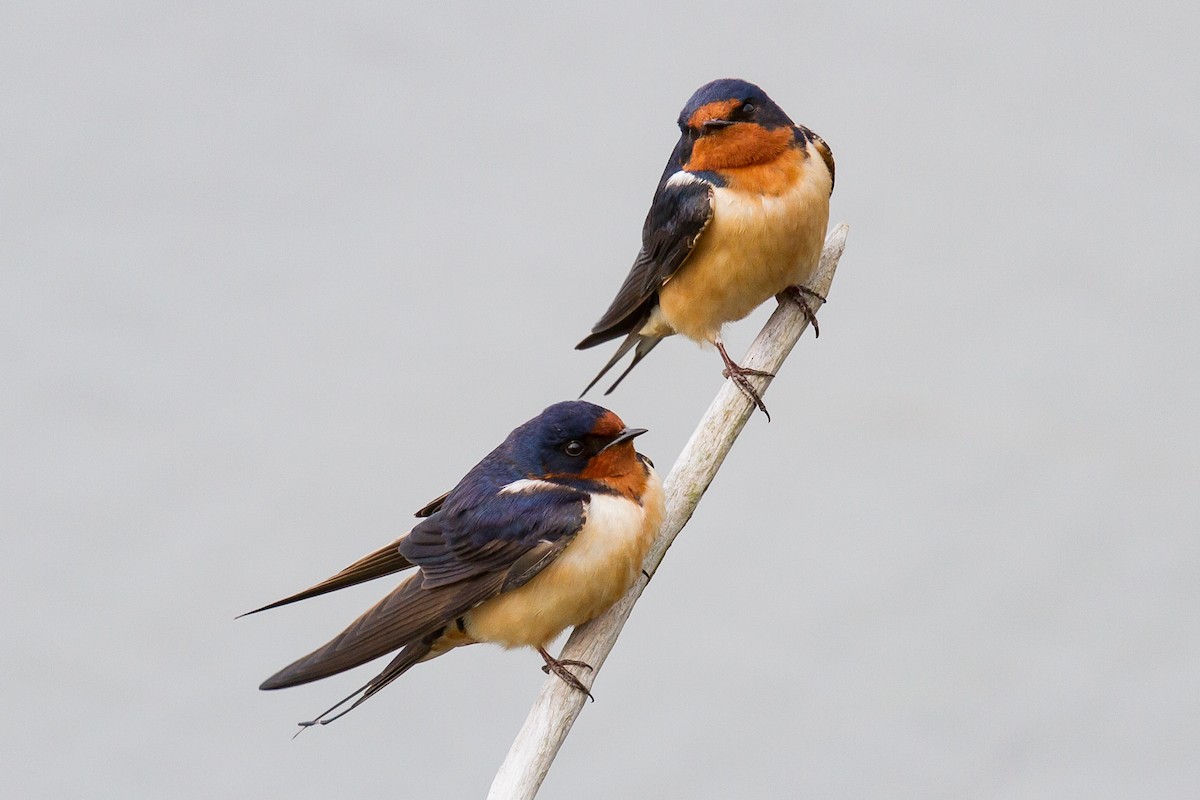 Barn Swallow (American) - ML161755691