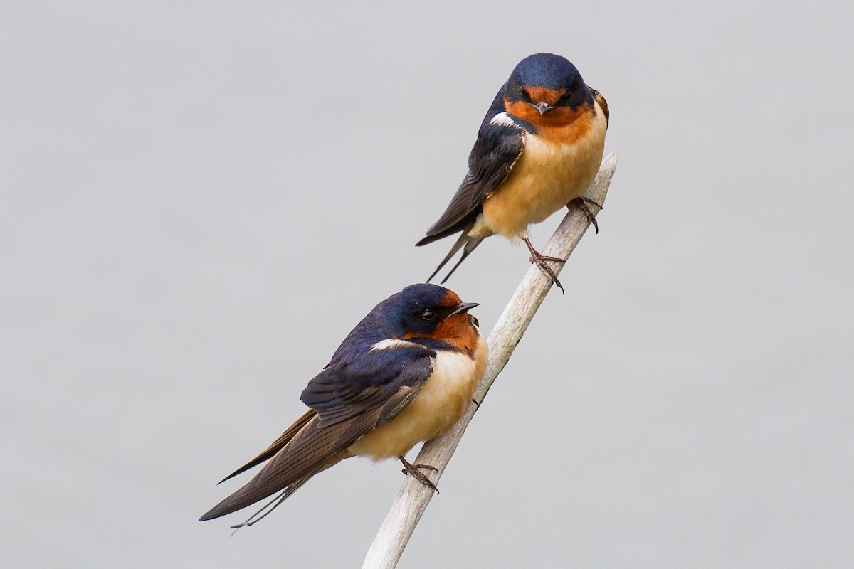 Barn Swallow (American) - ML161755741