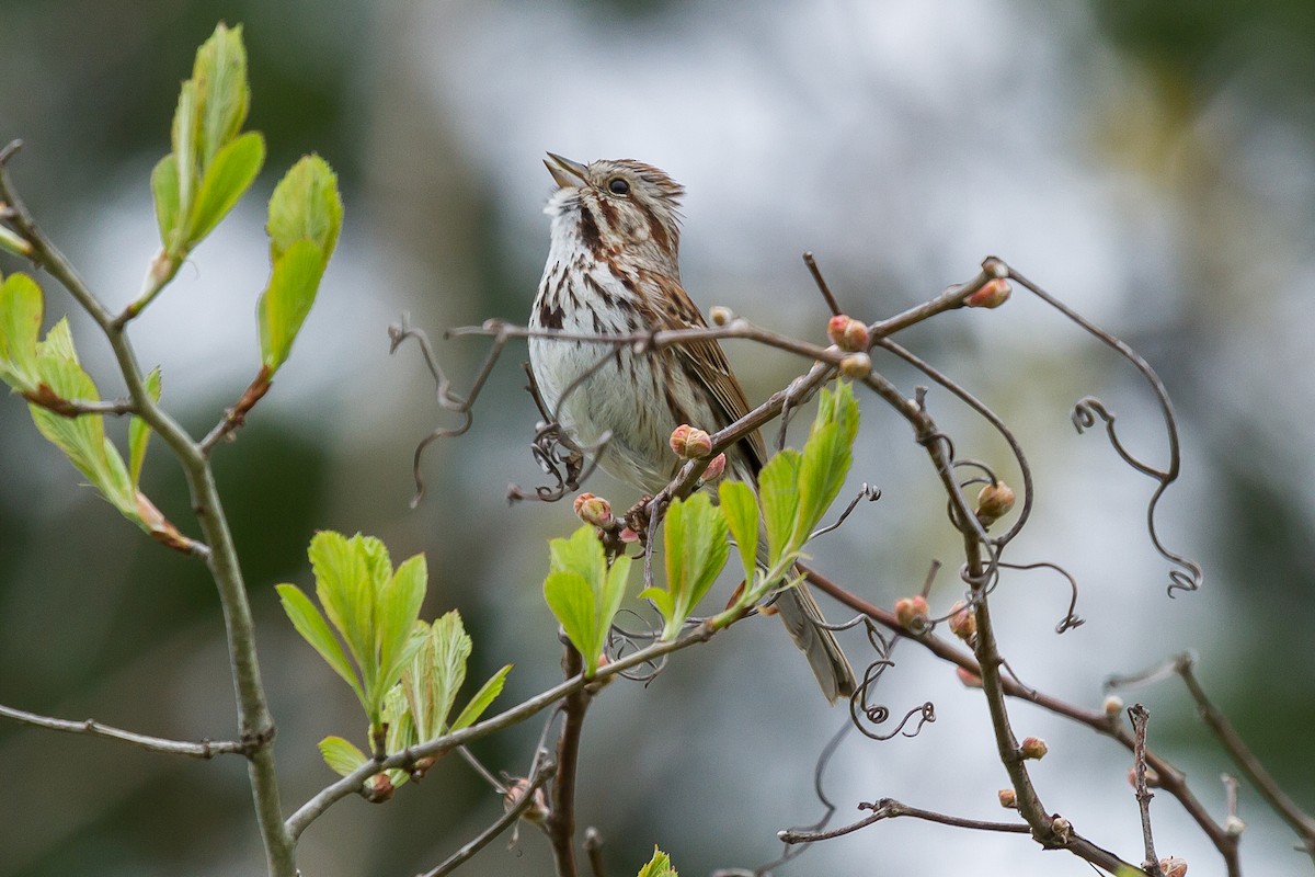 Song Sparrow - Peter Kennerley