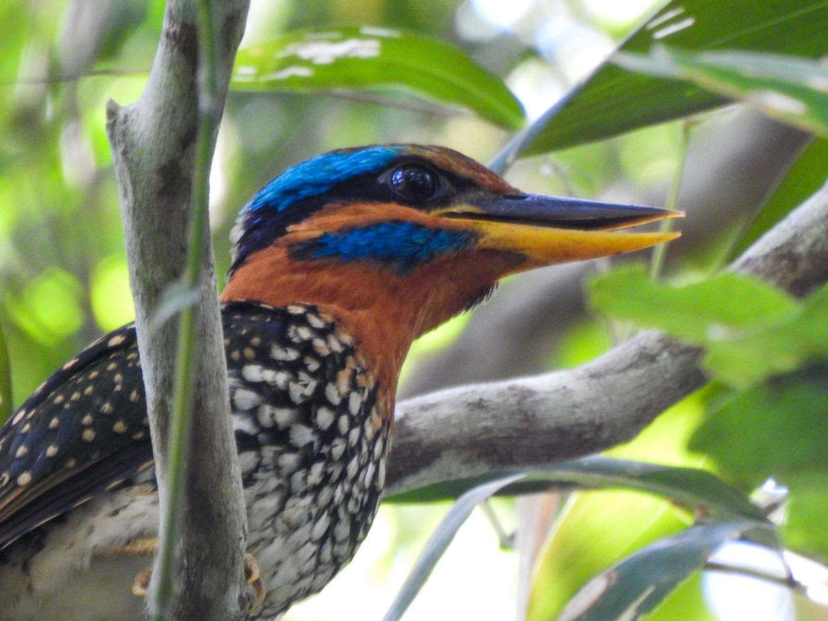 Spotted Kingfisher - ML161756041