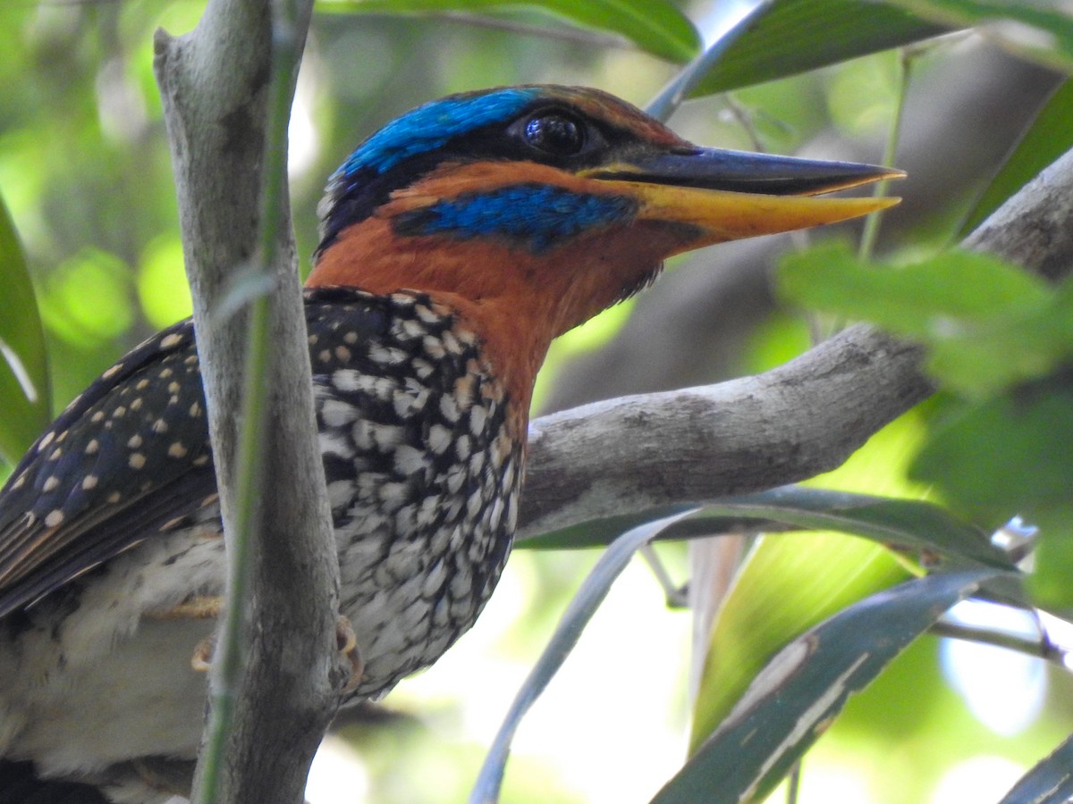 Spotted Kingfisher - ML161756511