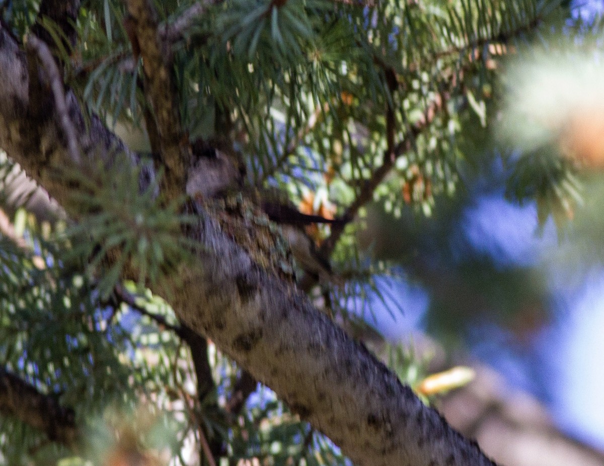 Black-chinned Hummingbird - ML161757111