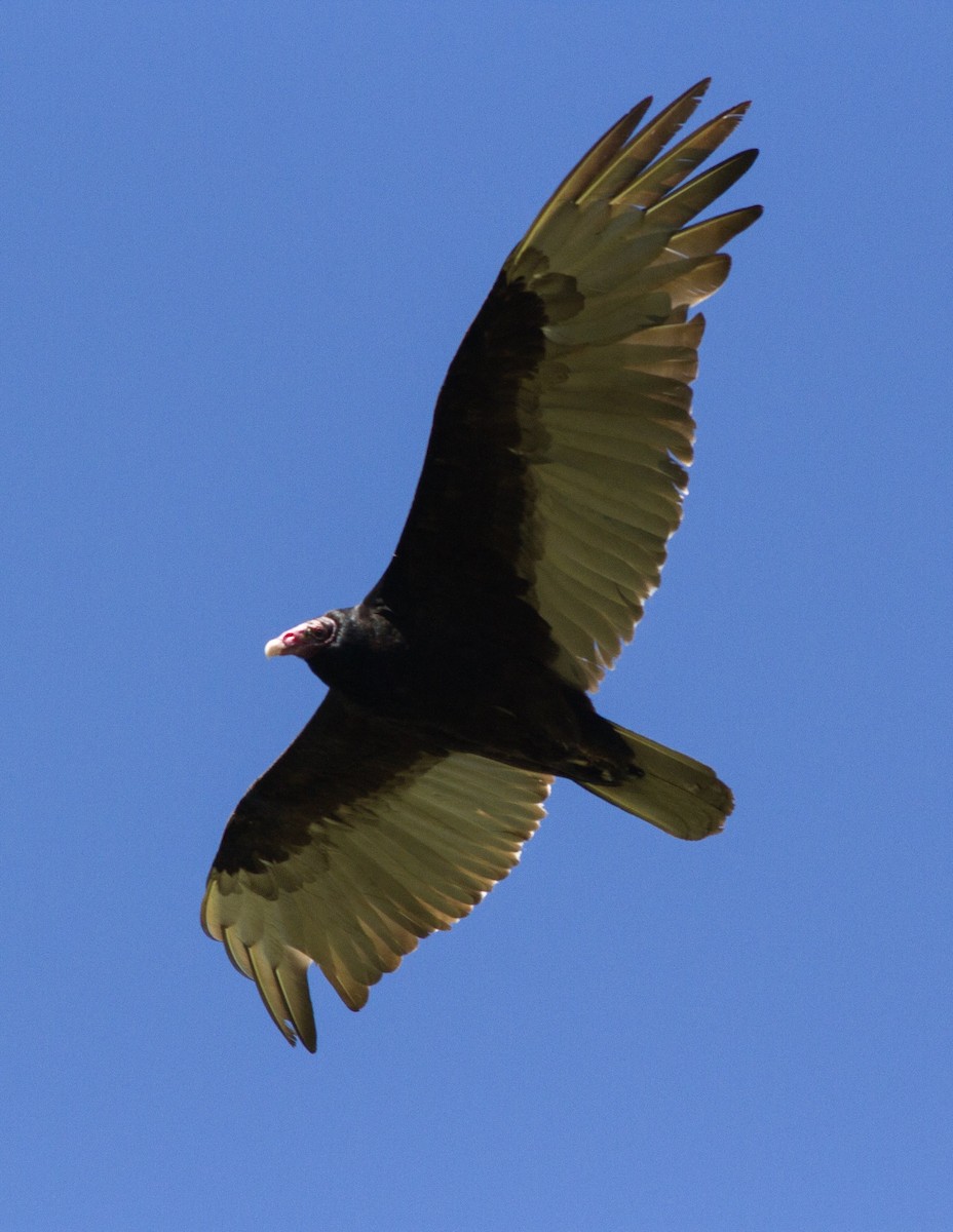 Turkey Vulture - Deborah Barnes