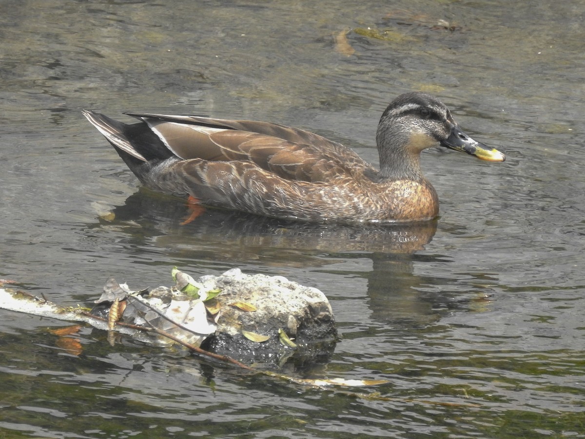 Mallard x Eastern Spot-billed Duck (hybrid) - ML161761421