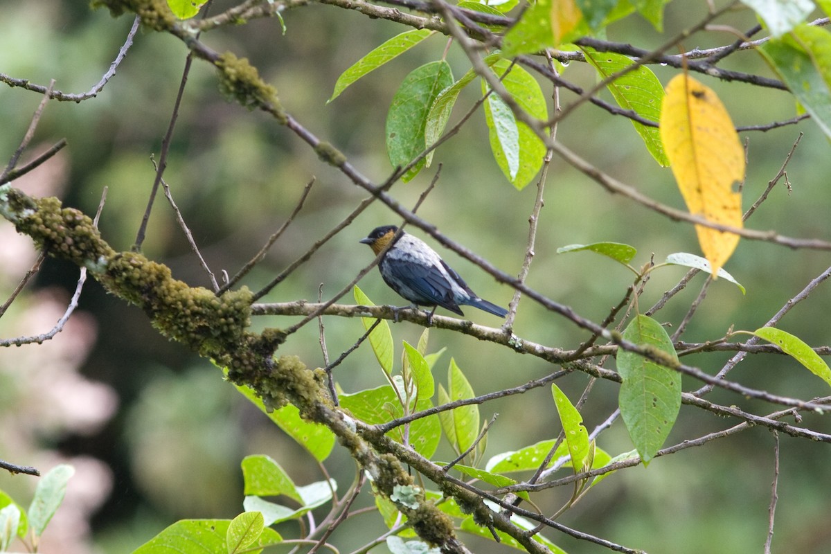 Silvery Tanager - ML161762581