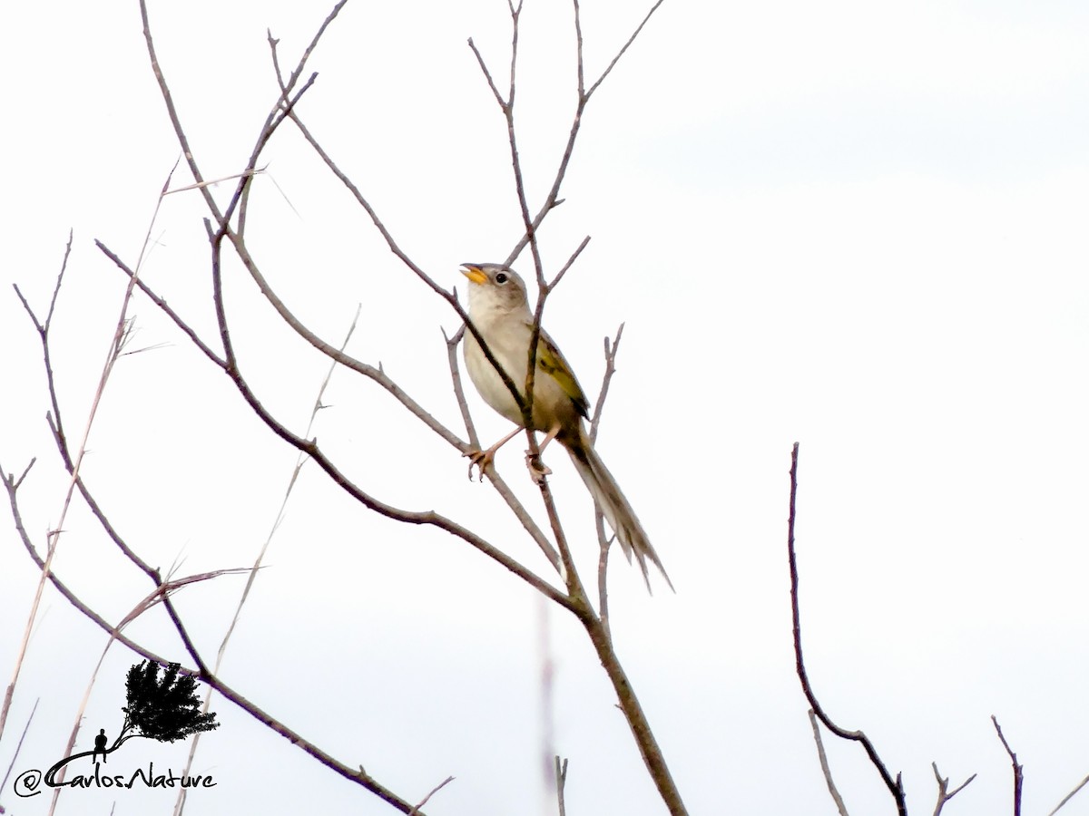 Wedge-tailed Grass-Finch - ML161763721