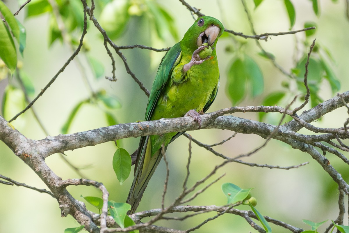 Green Parakeet - ML161764391