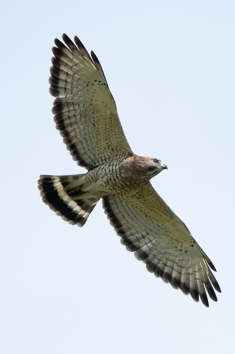 Broad-winged Hawk - ML161764821