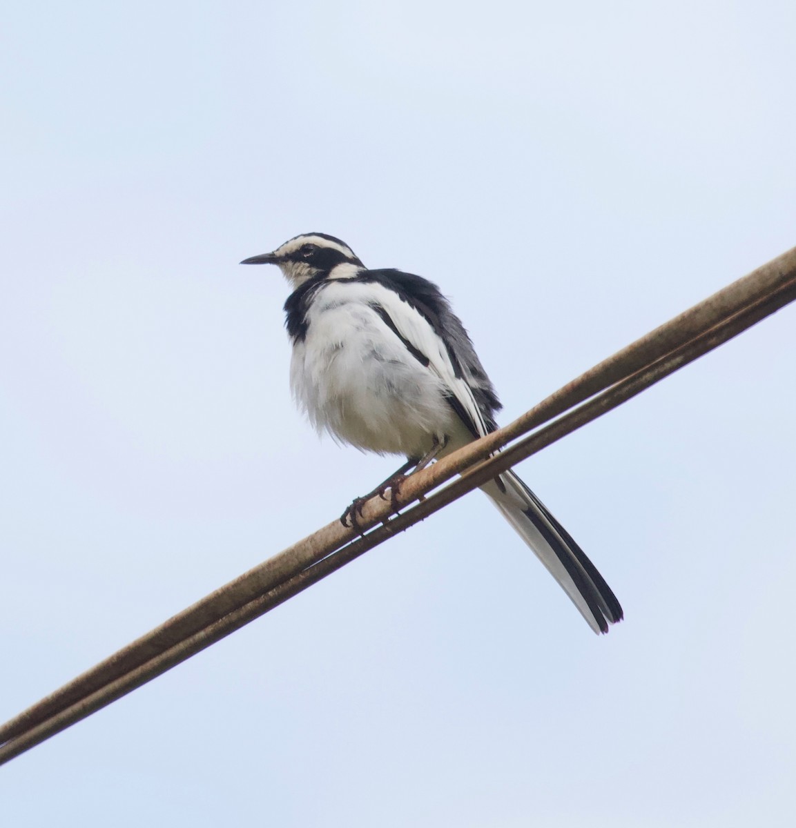 African Pied Wagtail - Liam Ragan