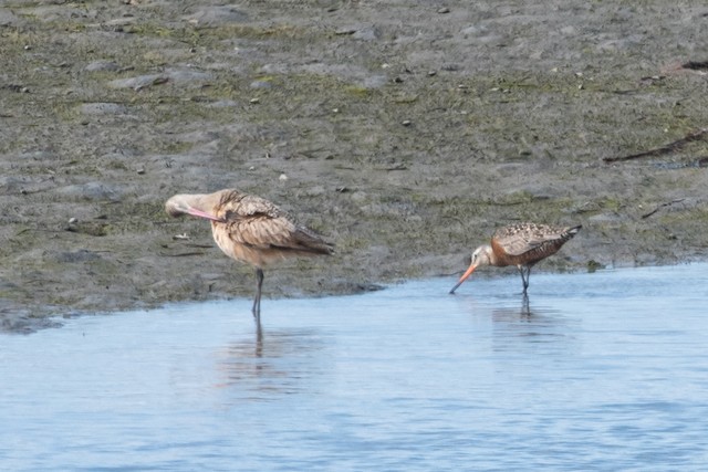 Hudsonian Godwit