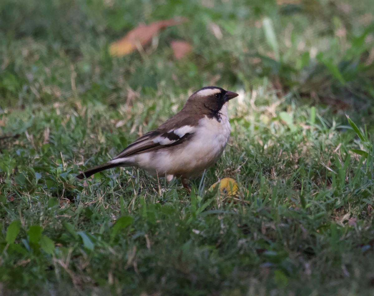 White-browed Sparrow-Weaver - Liam Ragan