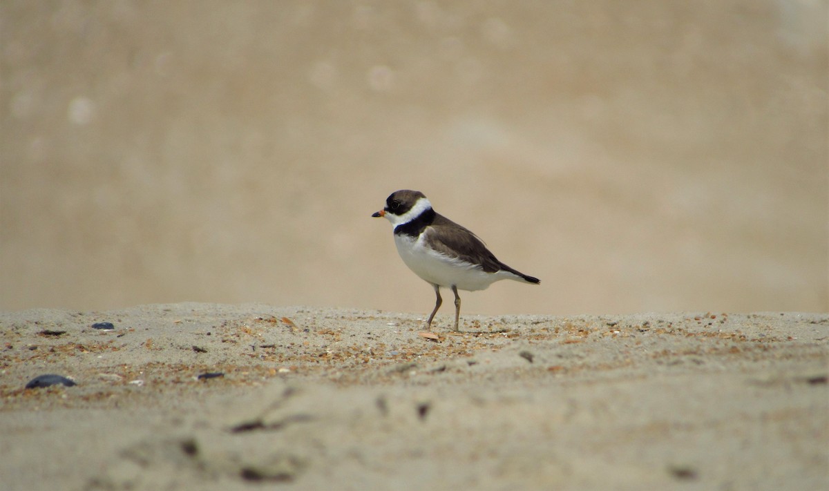 Semipalmated Plover - ML161773121