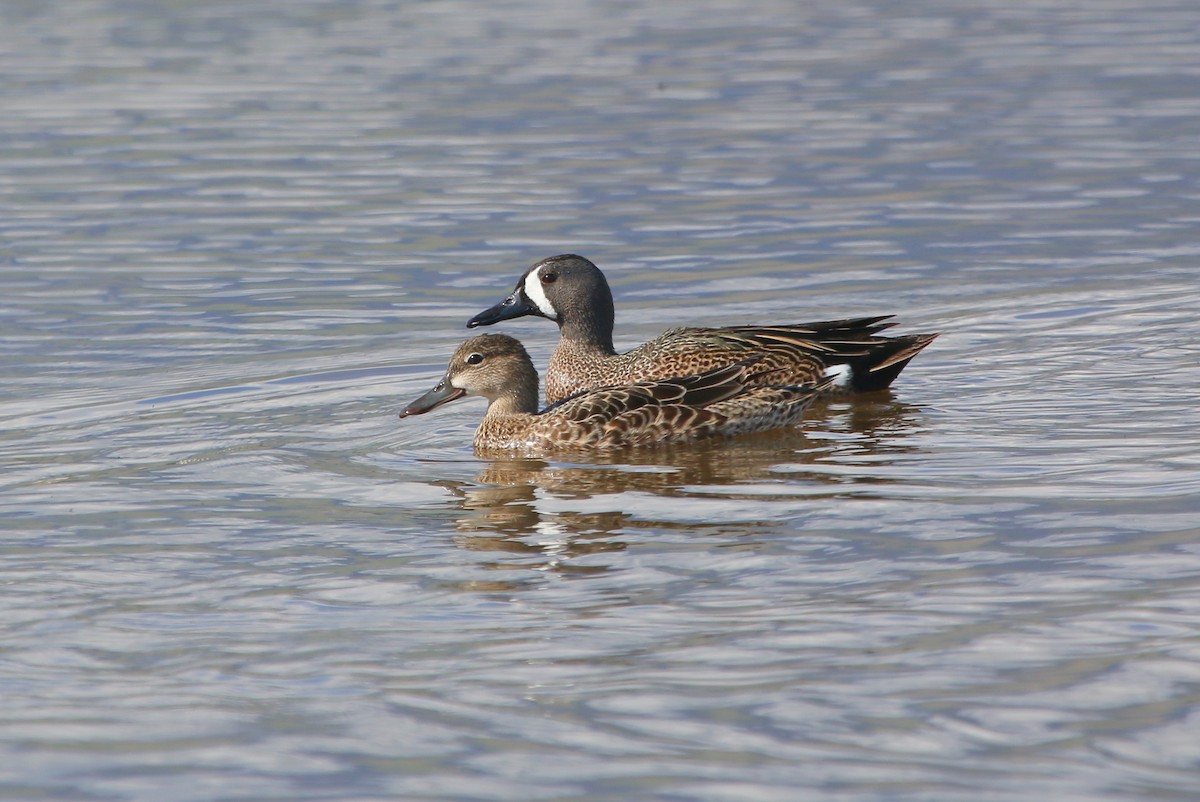 Blue-winged Teal - ML161773601