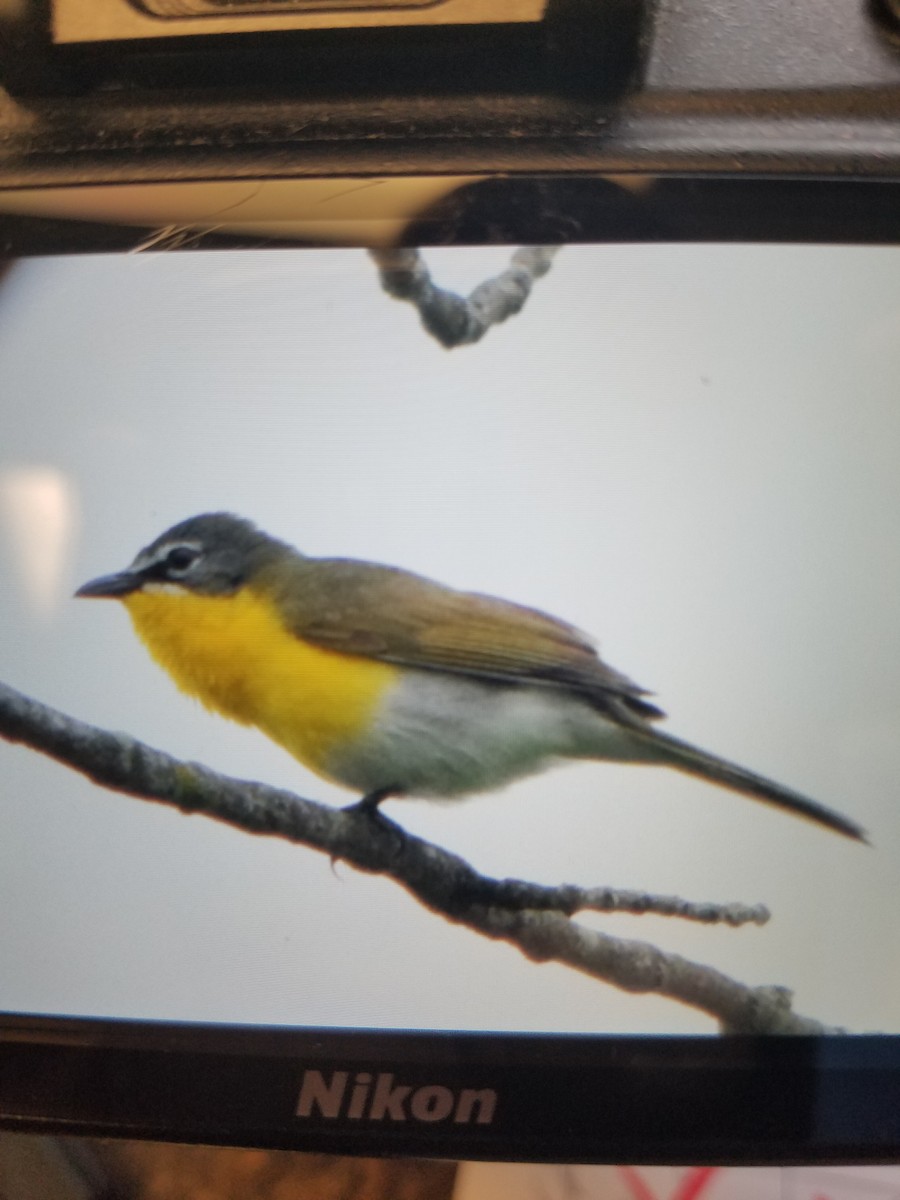 Yellow-breasted Chat - ML161773751