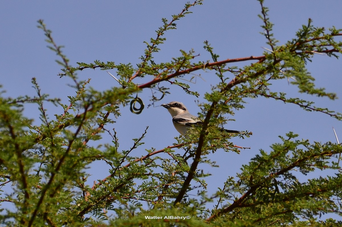 Great Gray Shrike - Watter AlBahry