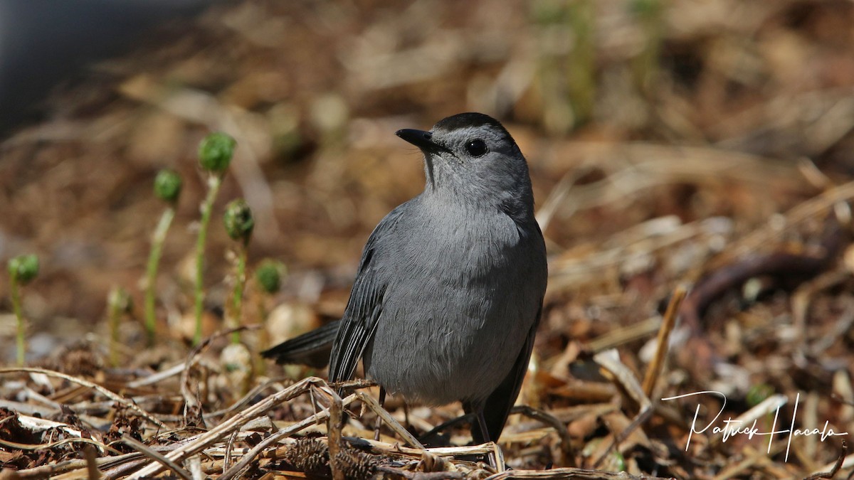 Gray Catbird - patrick hacala