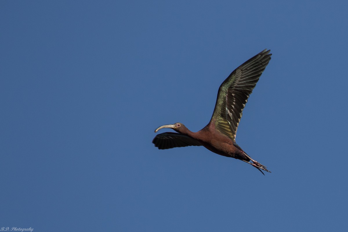 ibis americký - ML161777661