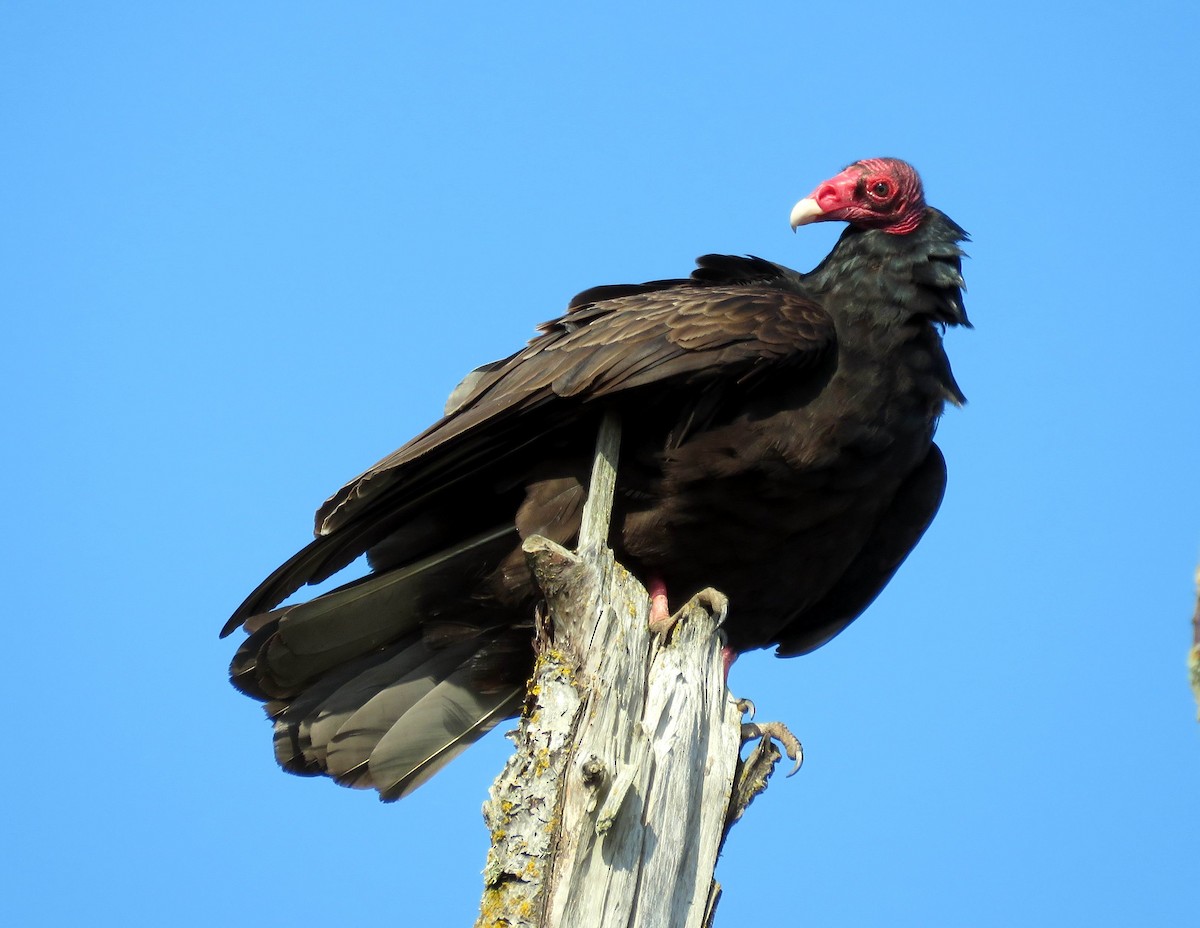 Turkey Vulture - ML161781731