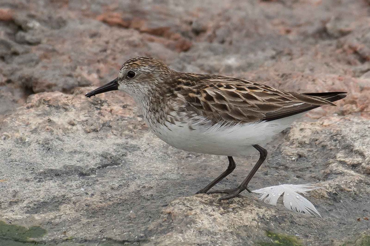 Semipalmated Sandpiper - Gerry Gerich