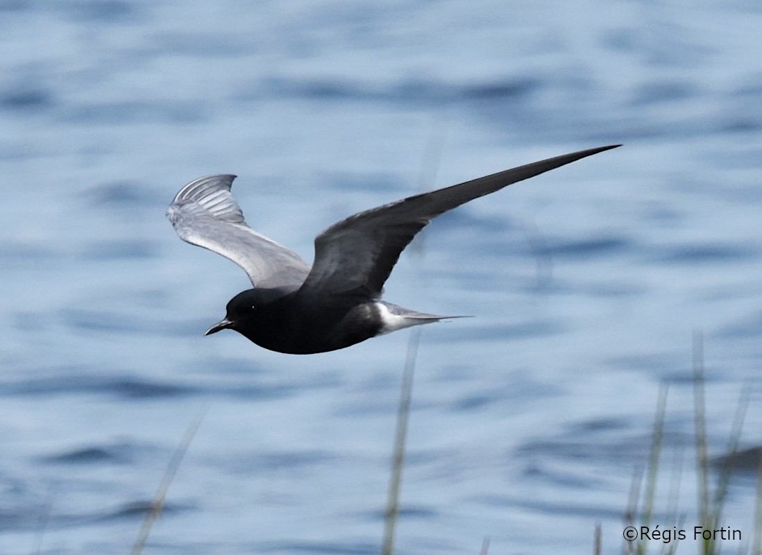 eBird Québec Checklist 30 May 2019 Marais, StÉtiennede
