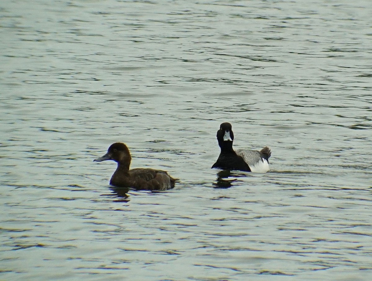 Greater Scaup - ML161783611