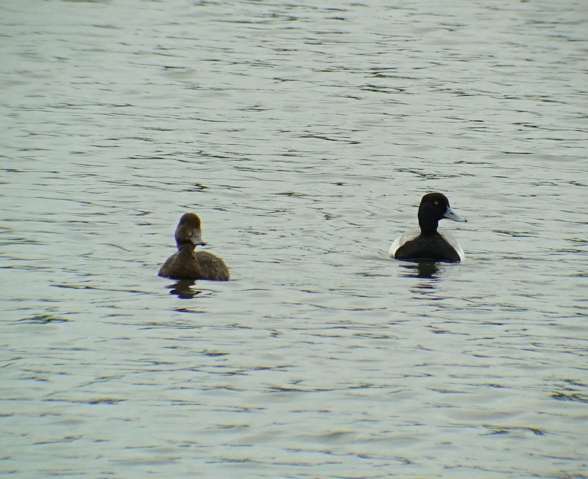 Greater Scaup - ML161783621