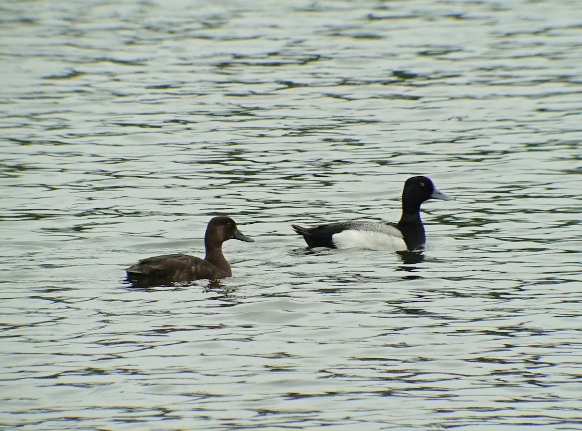 Greater Scaup - ML161783691