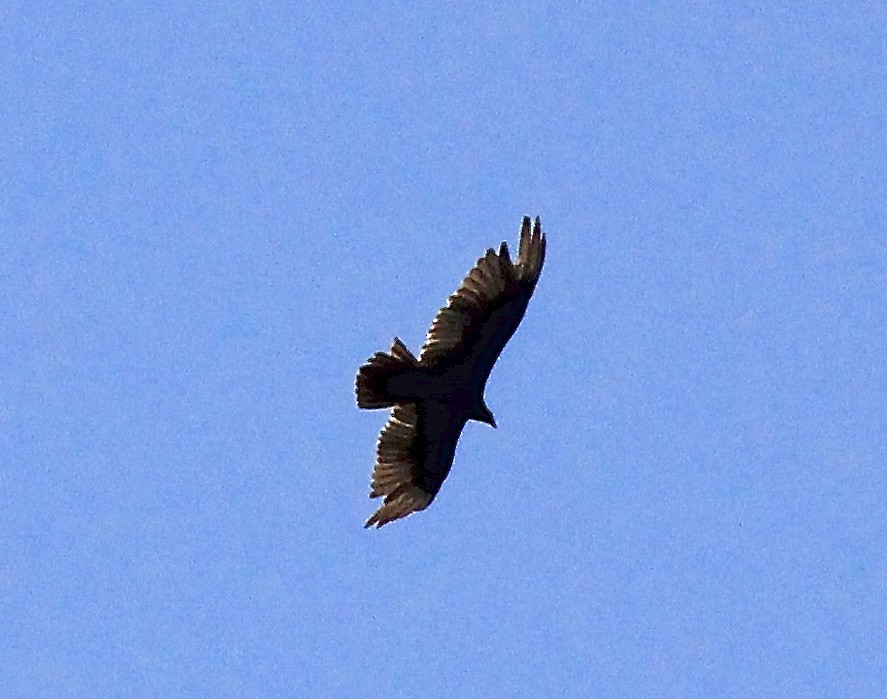 Turkey Vulture - ML161785571