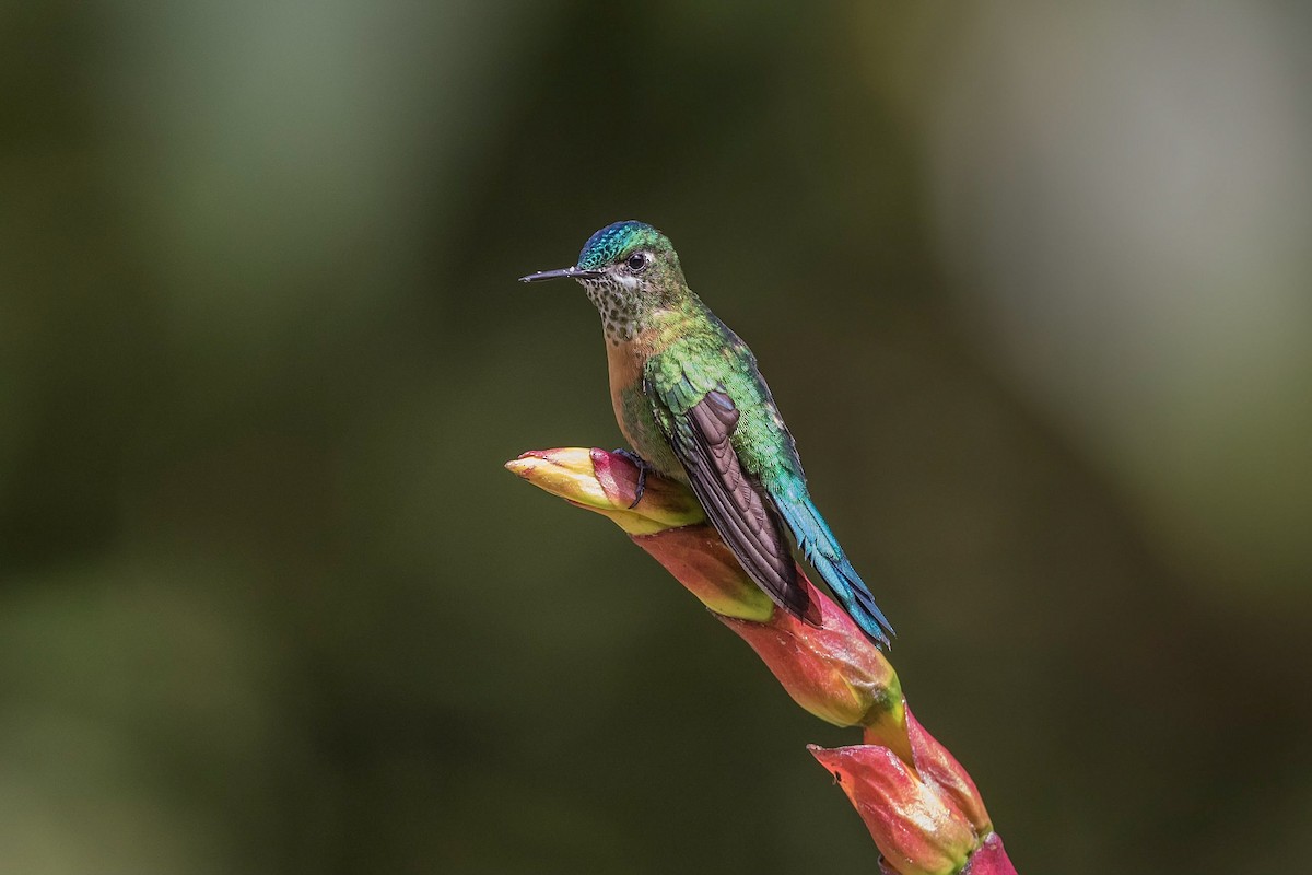 Long-tailed Sylph - ML161785751