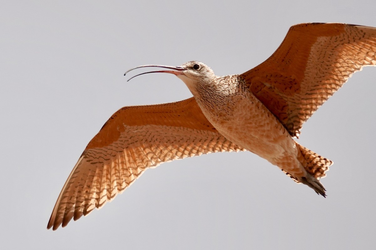 Long-billed Curlew - Bobby Wilcox