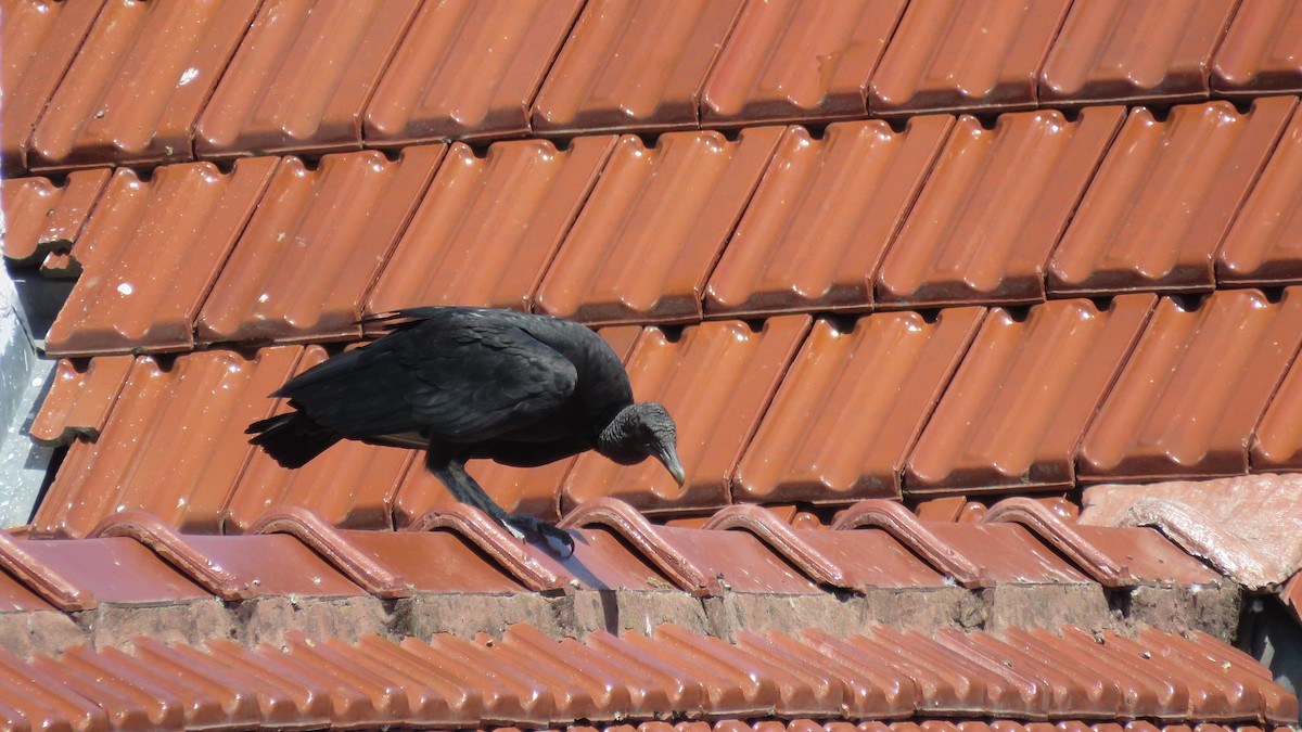 Black Vulture - Jorge Bolzan