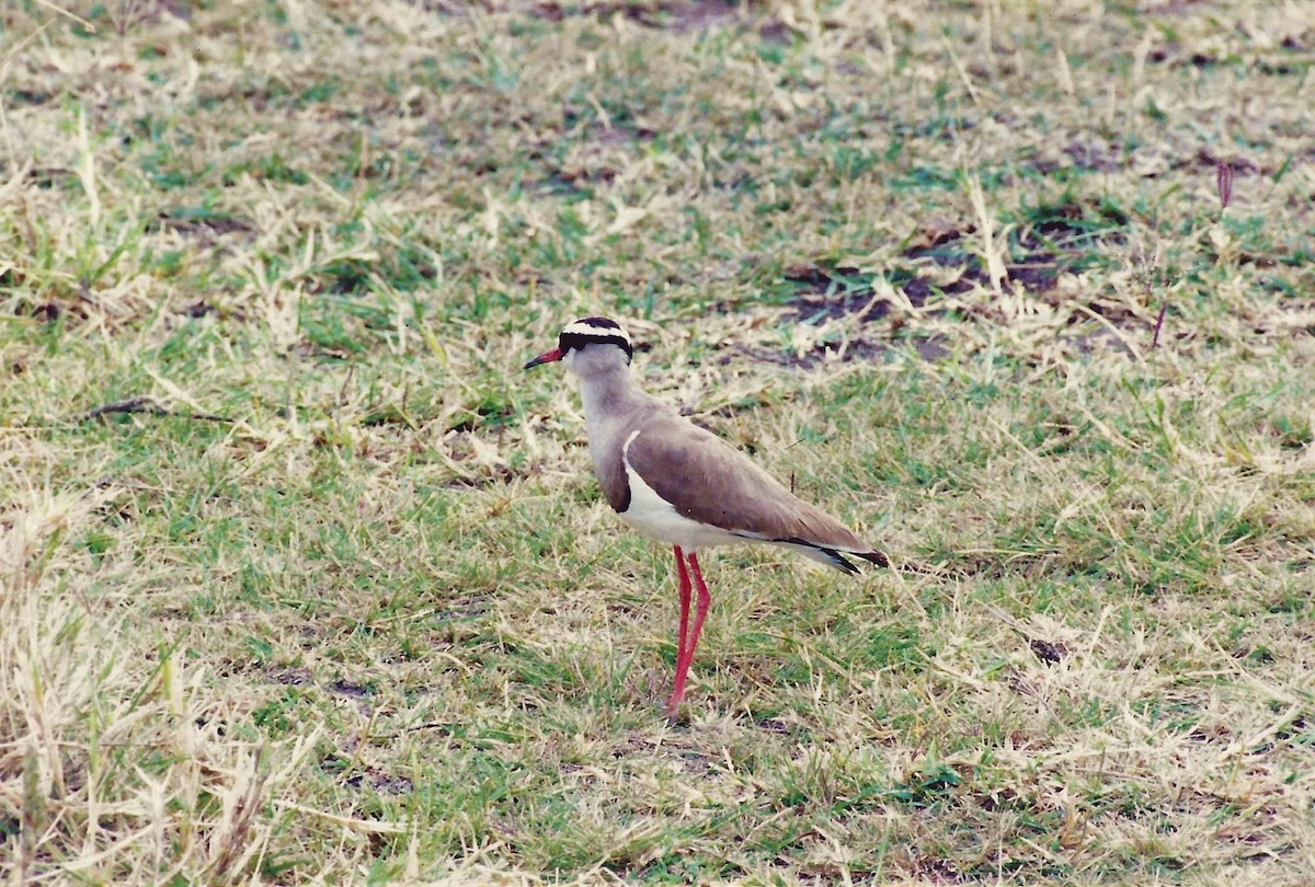 Crowned Lapwing - ML161800361