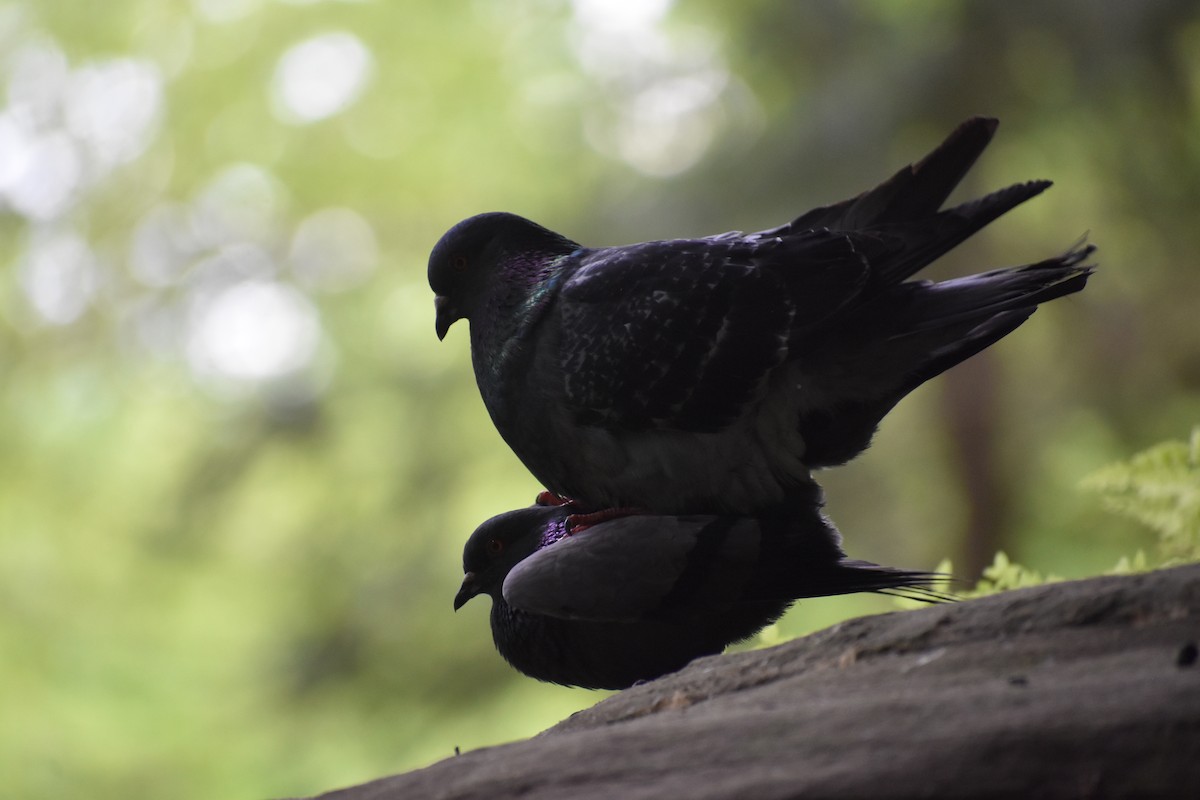 Rock Pigeon (Feral Pigeon) - ML161801151