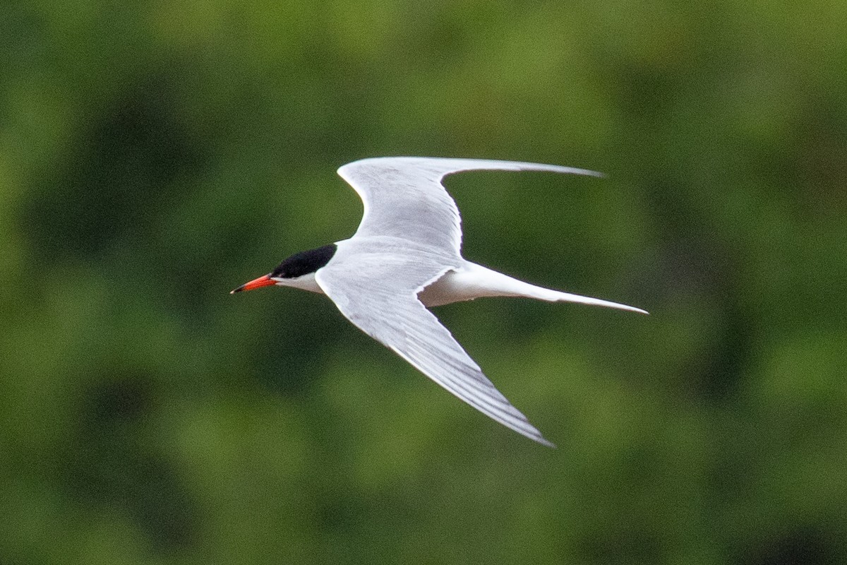 Common Tern - Steve Schnoll