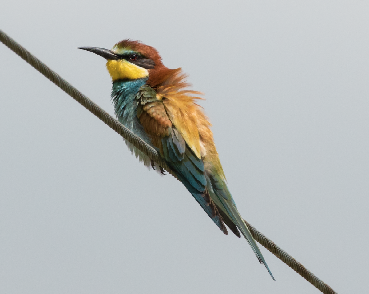 European Bee-eater - Luca Cornacchia