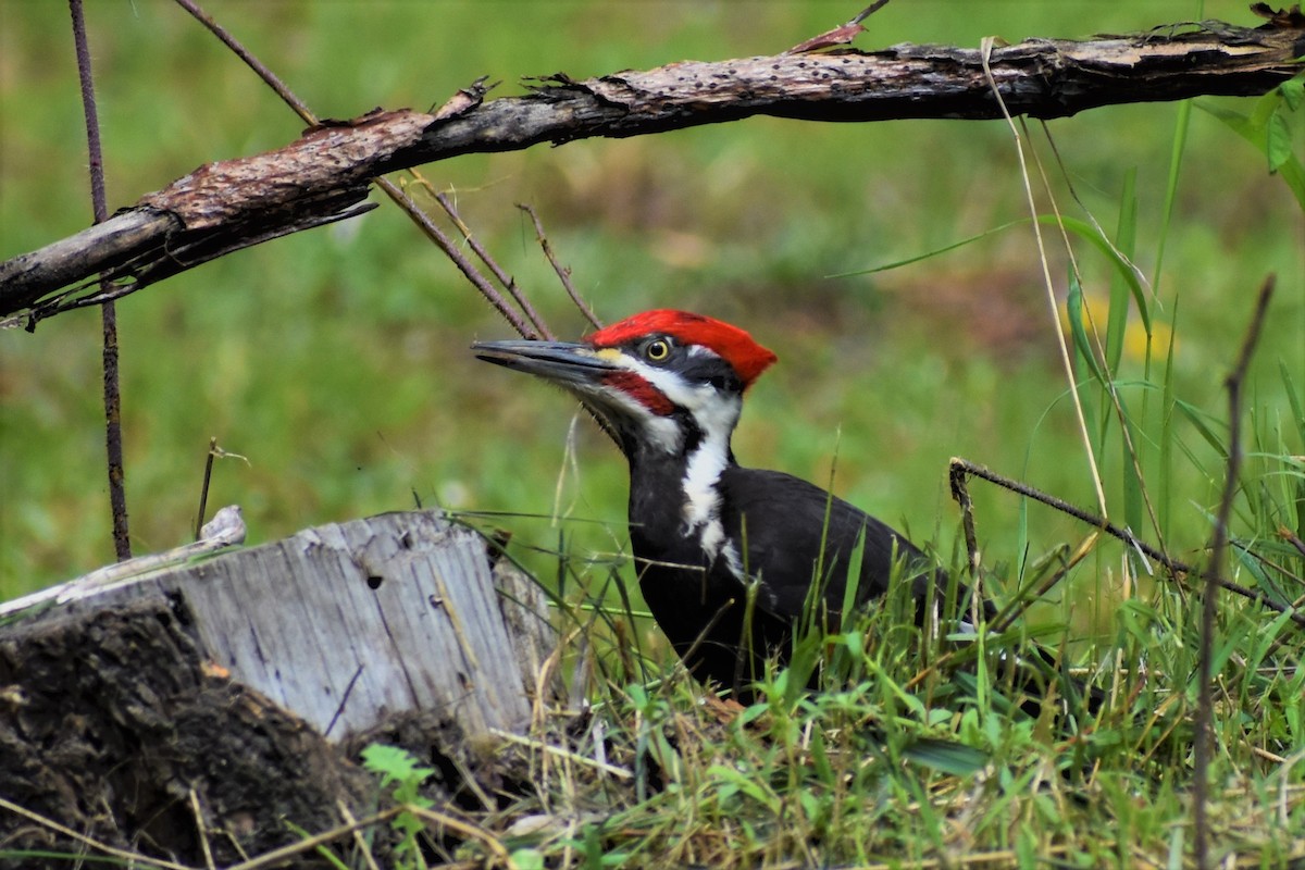 Pileated Woodpecker - ML161810021