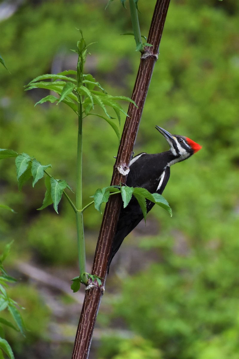 Pileated Woodpecker - Sara Remmes