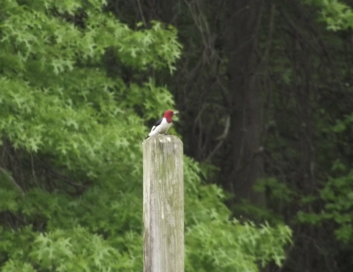 Red-headed Woodpecker - ML161811351