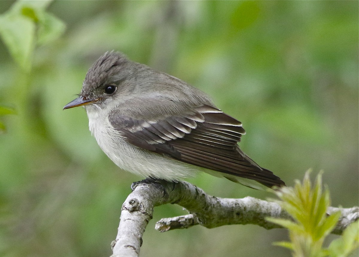 Eastern Wood-Pewee - Don Roberson
