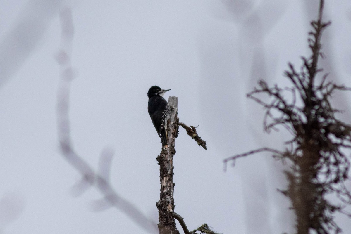 Black-backed Woodpecker - ML161817051