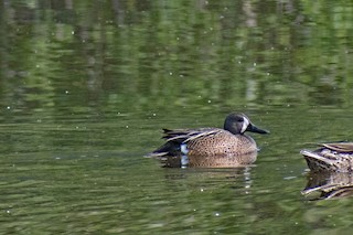 Blue-winged Teal, ML161817461